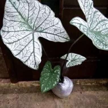 tanaman hias keladi putih - caladium