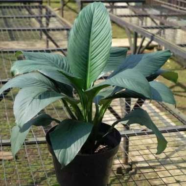 tanaman hias spatu philum muana loa - peace lily muana loa