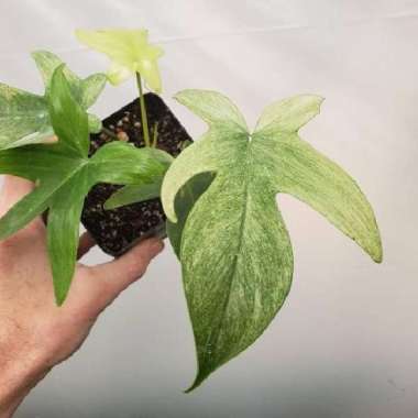 tanaman hias philodendron florida ghost mine