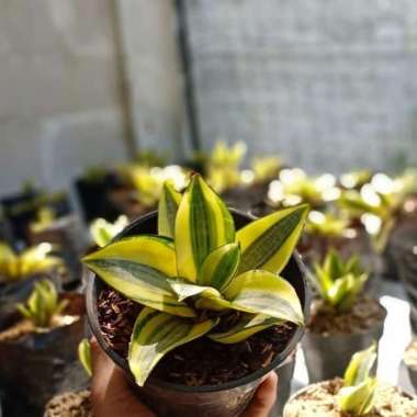 tanaman hias sansivera mini kuning - lidah mertua mini kuning