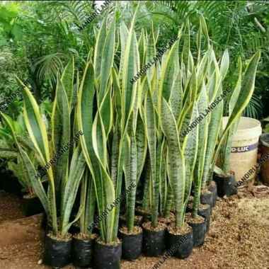 Tanaman Hias Sanseviera / Lidah Mertua Tinggi 1 Meter