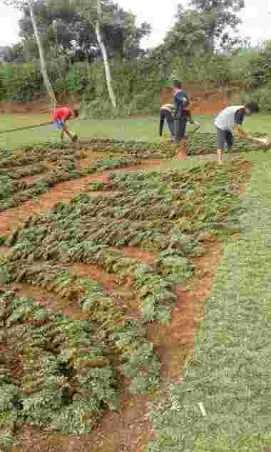 Rumput Gajah Mini 1 meter persegi