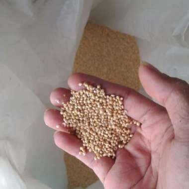 TERLARIS benih rumput humidicola - pakan ternak