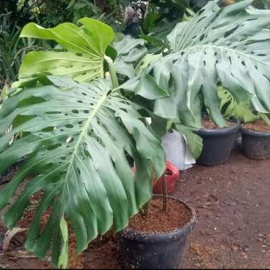 New!! tanaman hias monstera deliciosa Gian jumbo