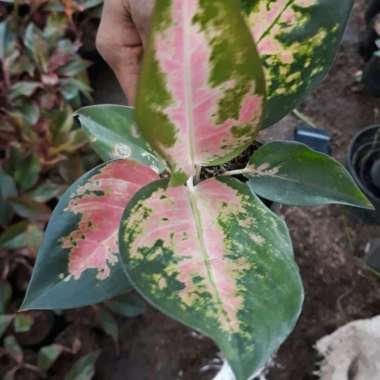 Tanaman Hias Aglonema Kocin - Aglonema Kochin