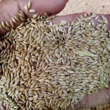 jual Bibit Biji Rumput Gajah - Benih Rumput Gajah