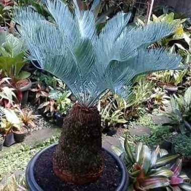 New!! pohon koleksi - tanaman langka - pohon sikas blue - sikas biru