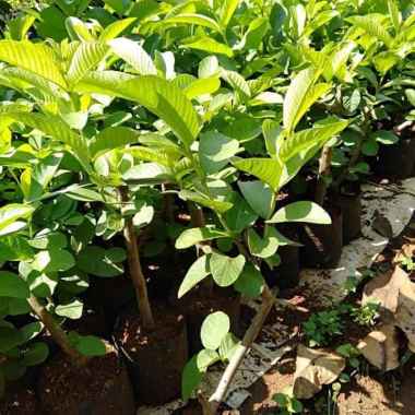 Bibit Pohon Jambu Merah Biji//Jambu Merah Biji