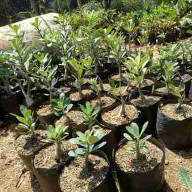 Tanaman Hias Adenium - Kamboja Adenium - Kamboja Jepang