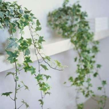 jual Tanaman Hias Gantung Ivy English Varigata
