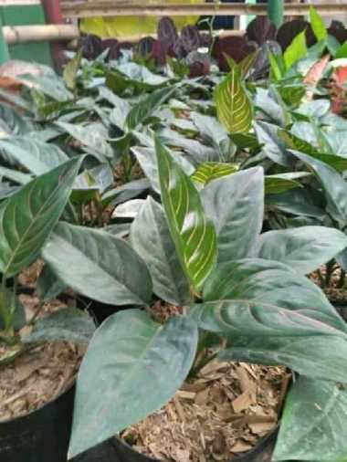 tanaman aglonema rotundum garis merah
