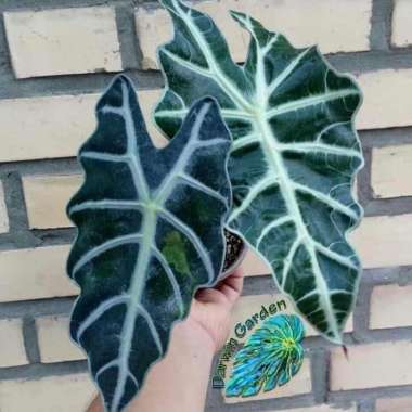 tanaman hias keladi amazon/keladi tengkorak