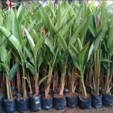 Tanaman Hias Pisang Heliconia - Pisang Pisangan Heliconia