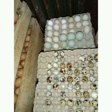 telur puyuh telur puyuh