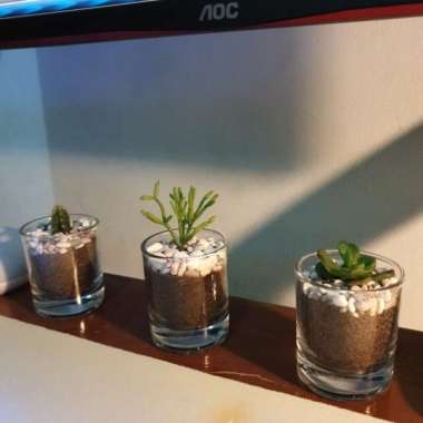 TERARIUM MINI TANAMAN KAKTUS SUKULEN TERRARIUM TANAMAN HIAS TERRAGLASS DEKORASI RUANGAN DAN TAMAN AE