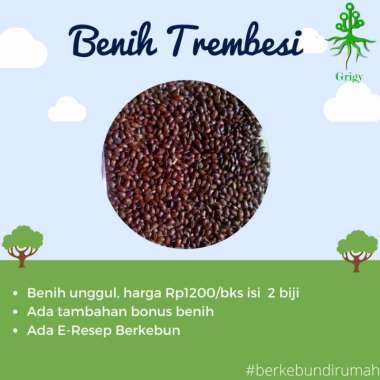 BENIH TREMBESI, BIJI TREMBESI, TANAMAN TREMBESI