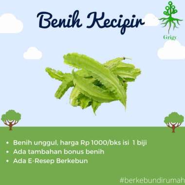 BIBIT KECIPIR, BENIH KECIPIR, BIJI KECIPIR