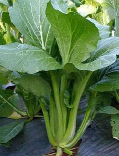 BIBIT, BENIH, BIJI SAWI MANIS