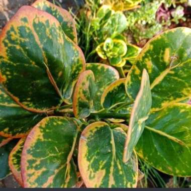 Tanaman Hias puring jengkol-Pohon puring