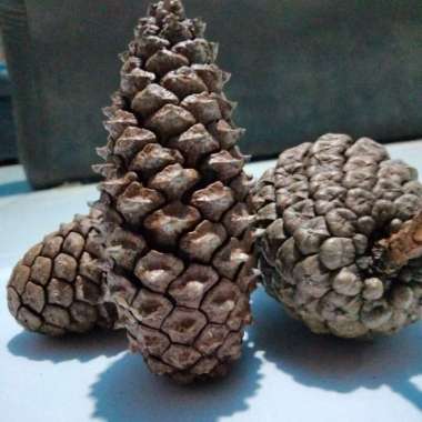 Bibit Biji Pinus 1kg Biji Mustika Benih Indonesia