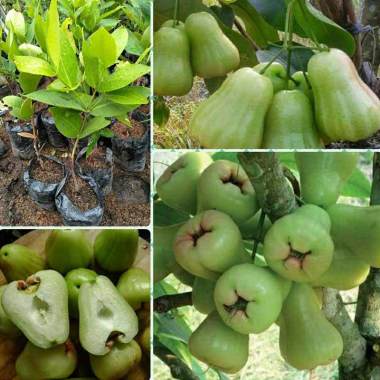 Azzahra berkah bibitku Jambu Madu Deli Hijau Bibit Tanaman Indonesia