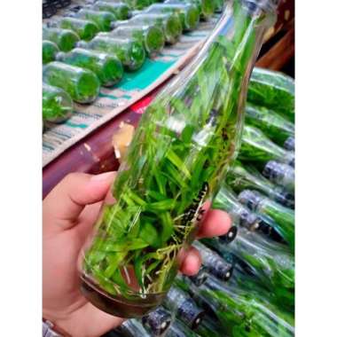 ANGGREK BOTOL SIAP TANAM - ANGGREK DENDROBIUM HYBRIDA