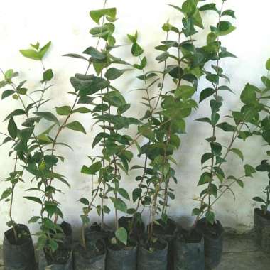 Bibit Buah Dewandaru Murah Rimbun