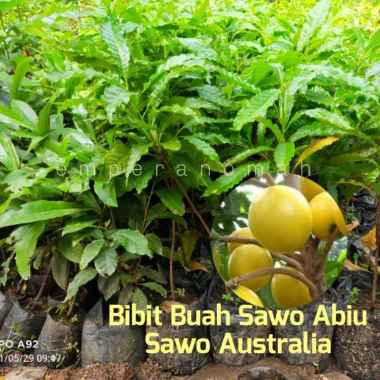 Bibit Buah Sawo Abiu | Bibit Tanaman Buah Sawo Australia Super Unggul