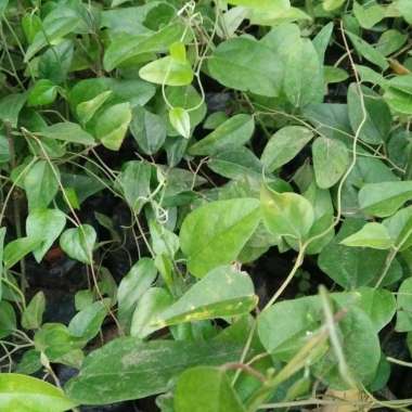 Bibit Daun Cincau Jenis Cincau Rambat