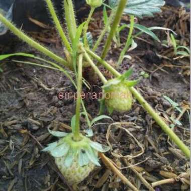 bibit buah strawberry