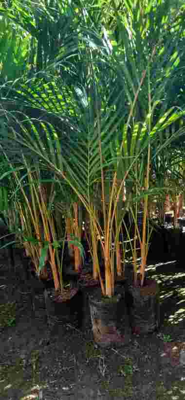 Paket Palem - Palem Merah Palem Kuning Palem Kipas Aneka Bibit