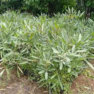 Bibit Tanaman Hias Tabebuya Bunga Kuning/Pohon Tabebuya