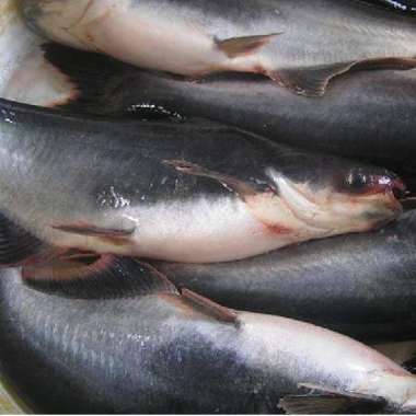 Ikan Patin Hidup 1 kg