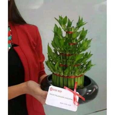 Bambu Hoki/Lucky bamboo vas +Bambu