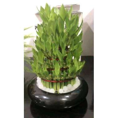 Bambu Hoki/Lucky bamboo Vas Bambu+Hidrogel