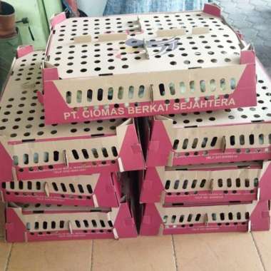 Doc Anakan Ayam Kampung Joper Double Vaksin 1 Box 100 Ekor