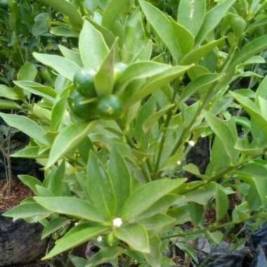 Bibit Jeruk Nagami sudah berbuah | bibit jeruk kimkit asli | Pohon Jeruk dimakan sekaligus dengan ku