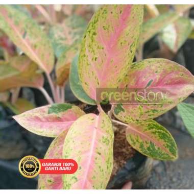 Aglonema Lulaiwan / BIG ROY TERMURAH