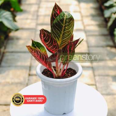 Aglonema Pride Of Sumatra