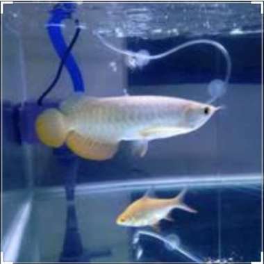Ikan Arwana Golden Red size 9-10 cm,Surat Lengkap sertifikat dan chip Multivariasi Multicolor