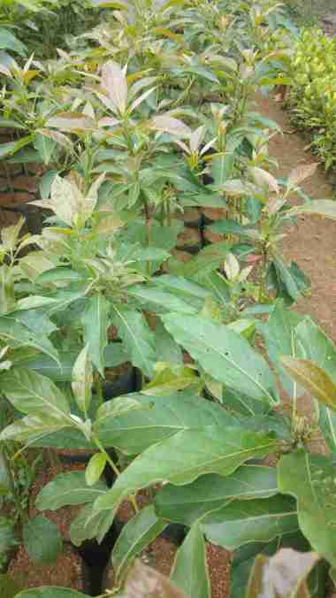 Bibit Alpukat Hass atau Alpukat Australia Aneka Bibit