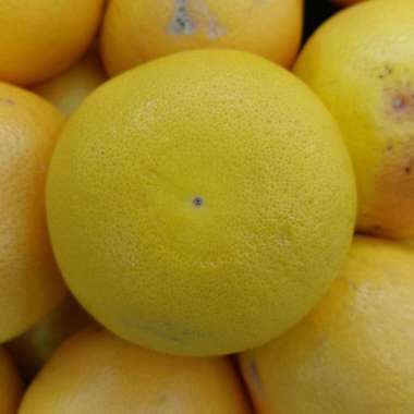 Buah Jeruk Sunkist GrapeFruit