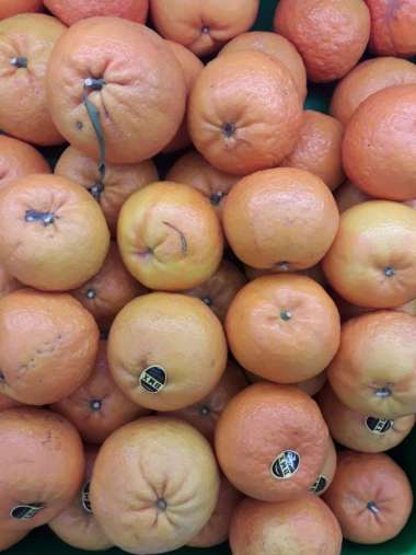 Buah Jeruk Wokam