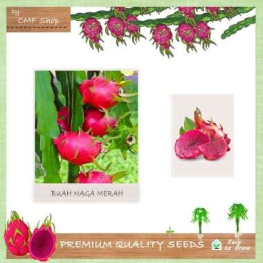 Bibit Benih Buah Naga Merah