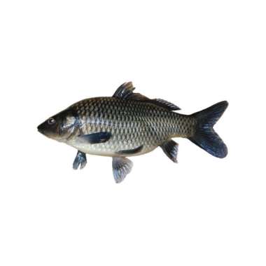 Ikan Mas Hidup & Segar [1kg]