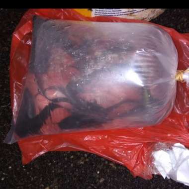 OEM paket ikan benih lele sangkuriang 15 cm isi 10 ekor ada bonus / bibit L