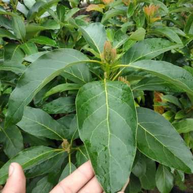 Bibit Alpukat Lamb Hass