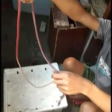 Cacing nipah ukuran grade A