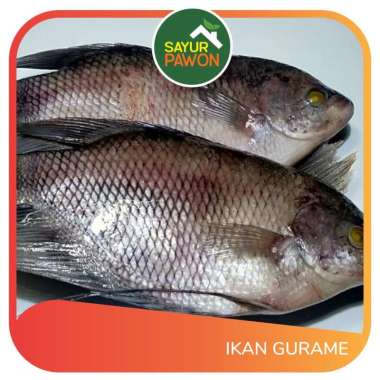 Ikan Gurame Segar per Kg - Sayur Pawon Jogja
