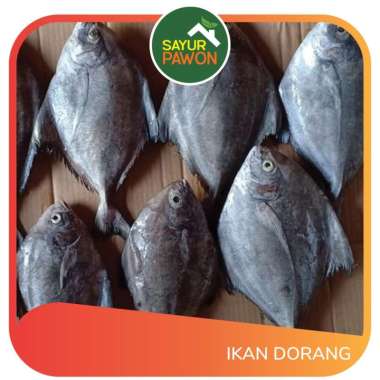 Ikan Dorang Segar per 500 gr - Sayur Pawon Jogja